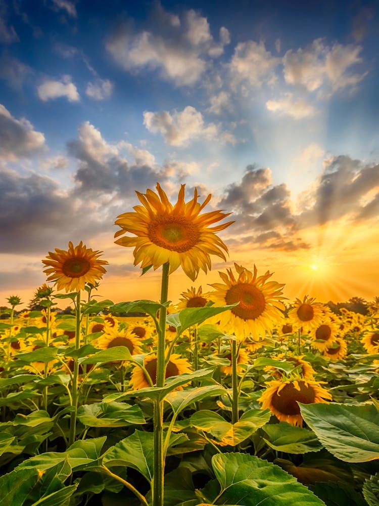 Sunflower Field At Sunset