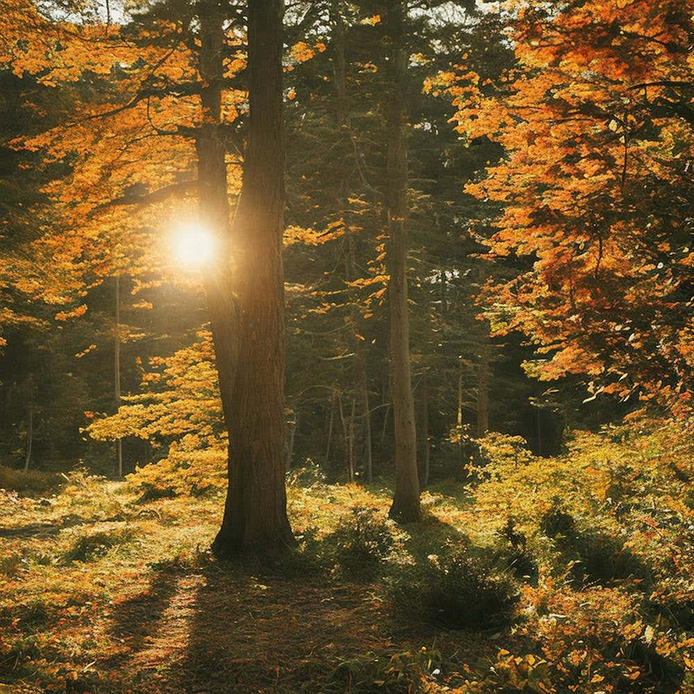 Autumn Forest