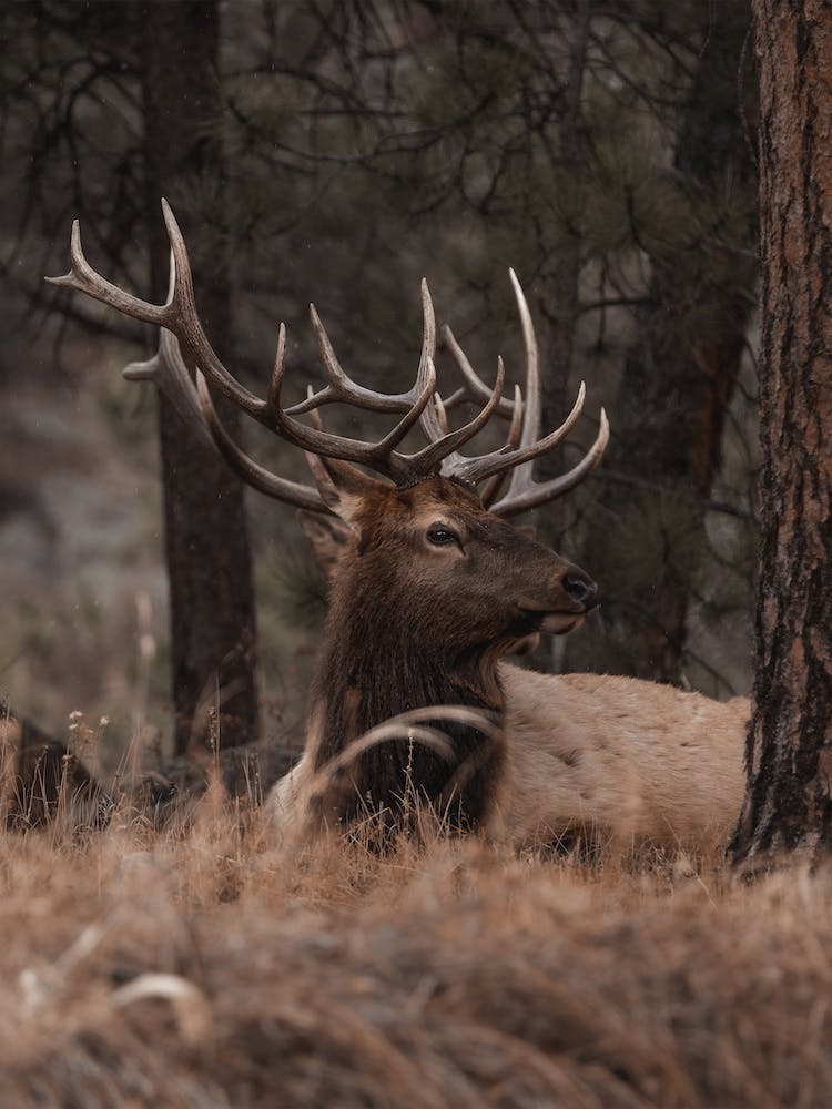 Bull Elk In Arizona