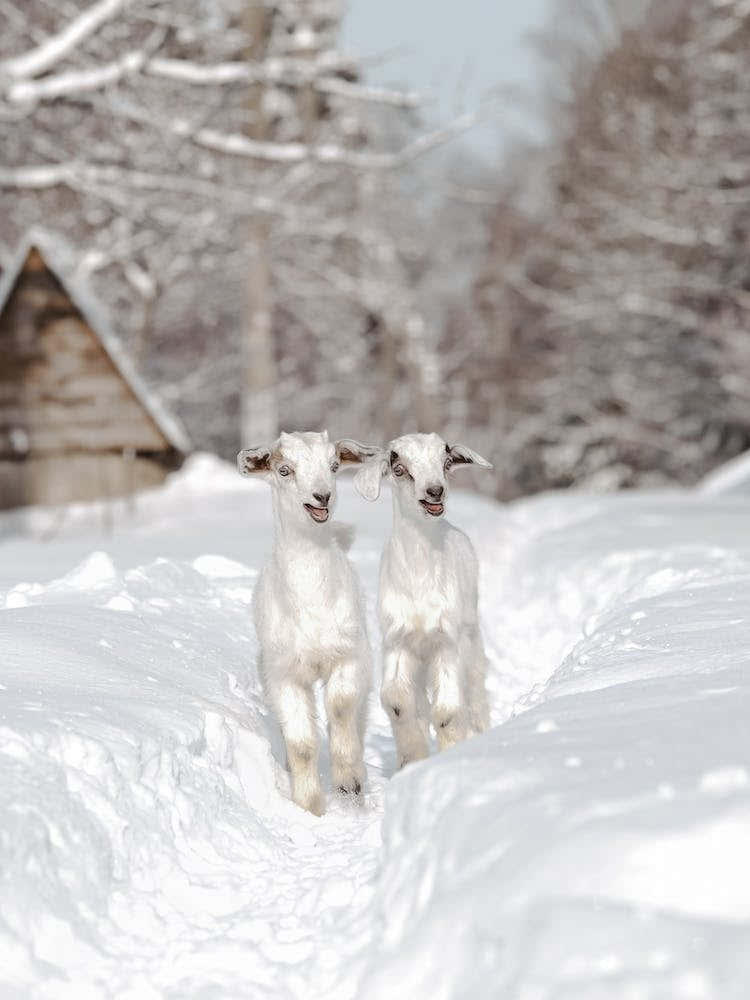 Baby Goats In Snow