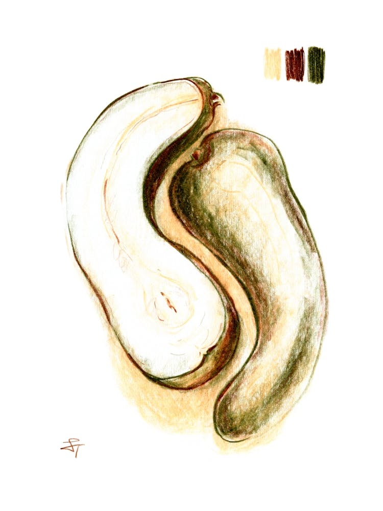 Pear Fruit Illustration