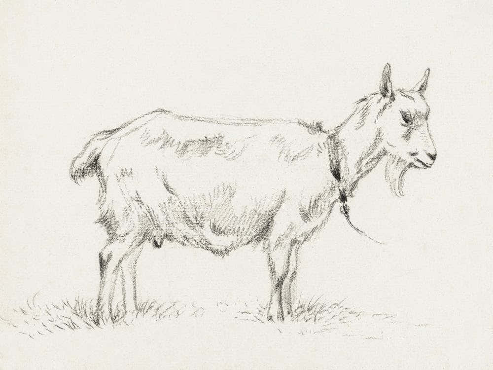 Standing Goat (1809), Jean Bernard