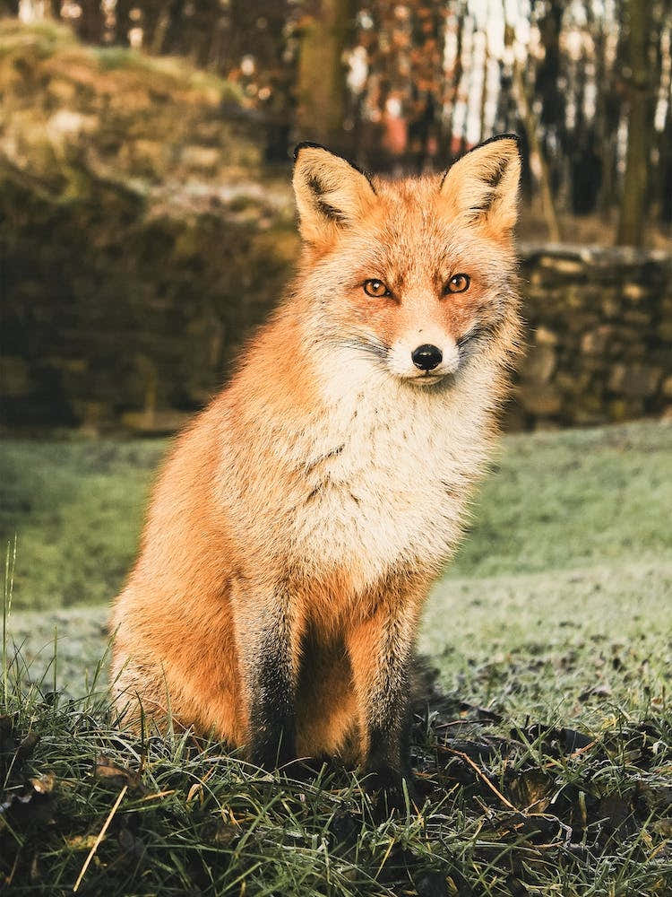 Red Fox In Grass