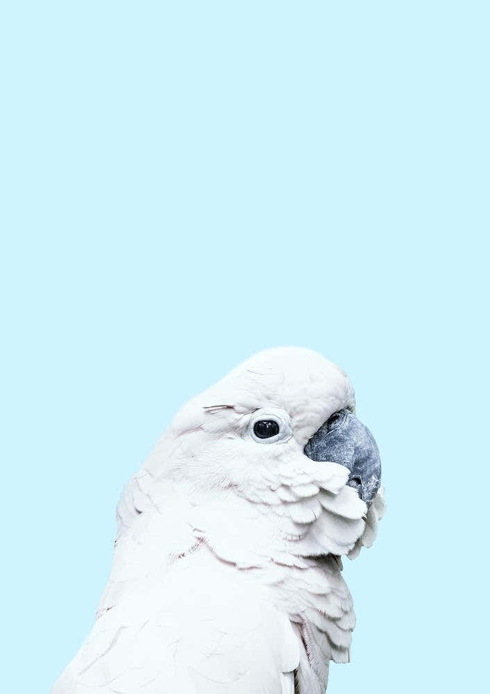 Blue Cockatoo
