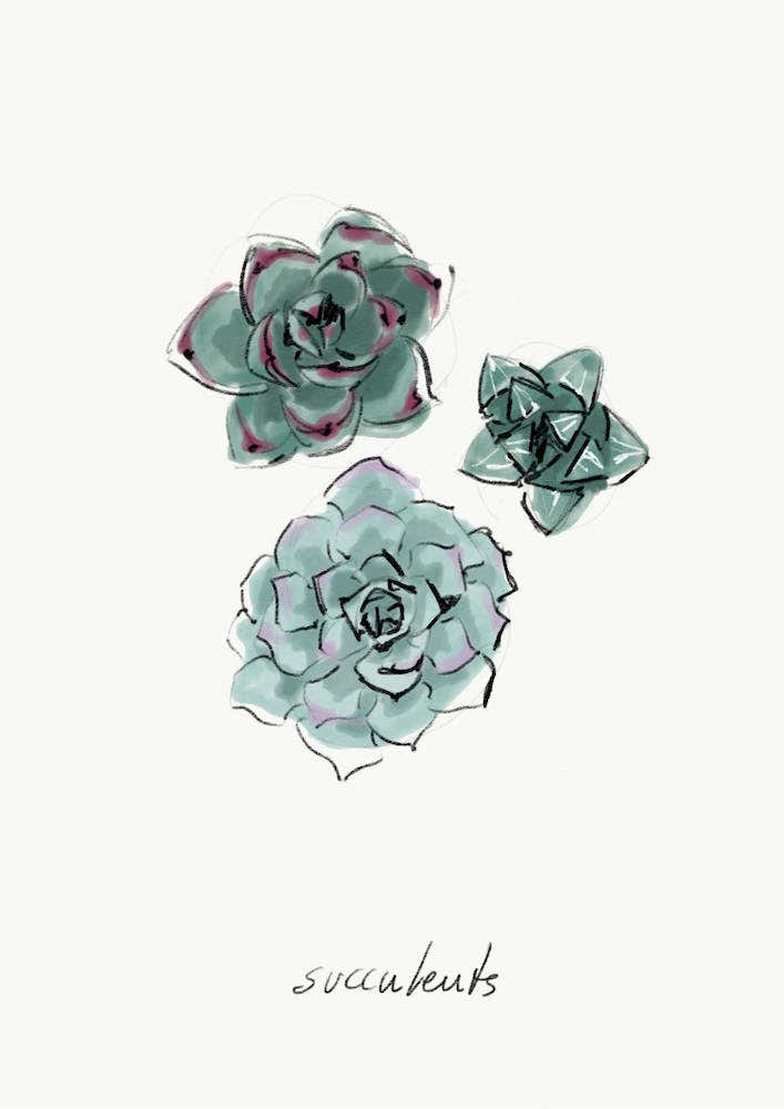 Succulents II