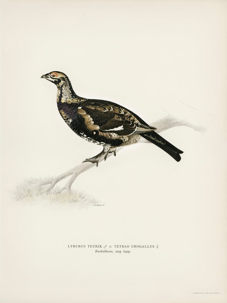 Hybrid Between Black Grouse And Willow Ptarmigan, The Von Wright Brothers 1