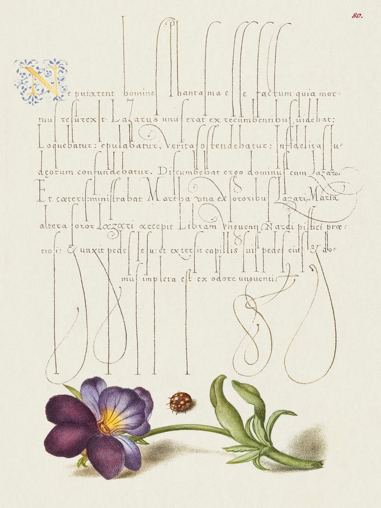 Ladybird And European Wild Pansy From Mira Calligraphiae Monumenta, Joris Hoefnagel