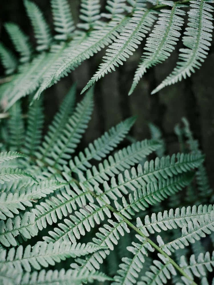 Soft Green Leaves Of A Fern // Nature Photography 1