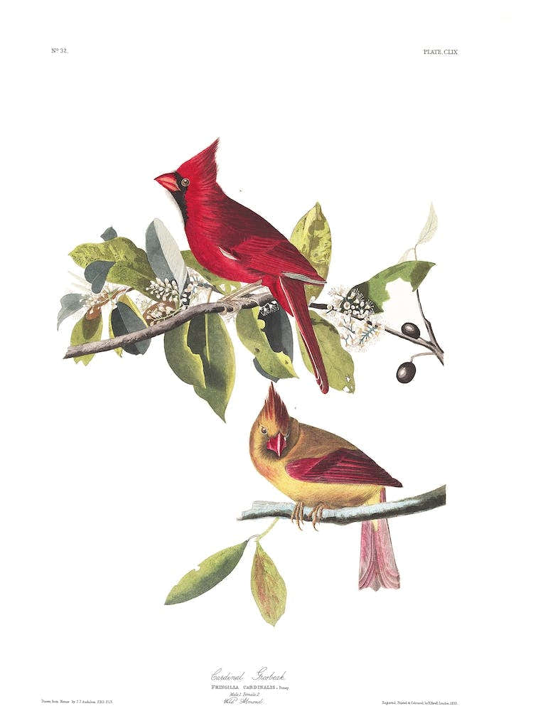 Cardinal Grosbeak