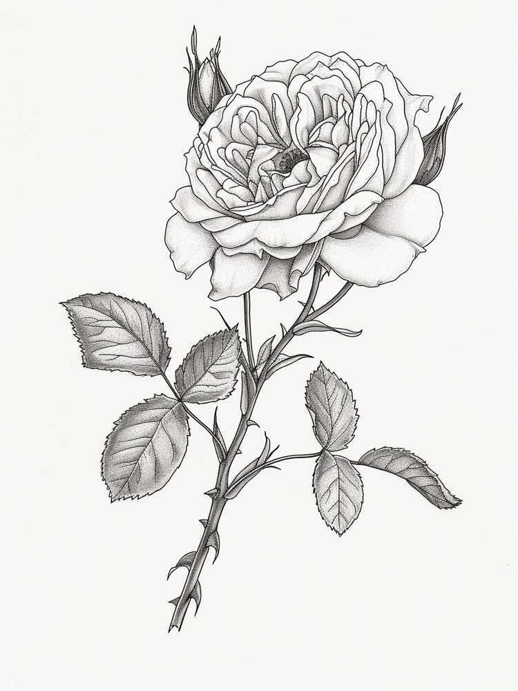 Roses Sketch 24