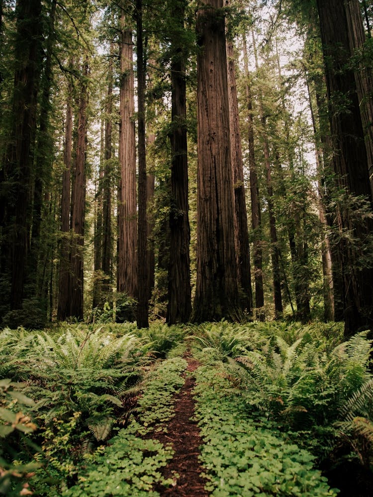 Redwood Trail