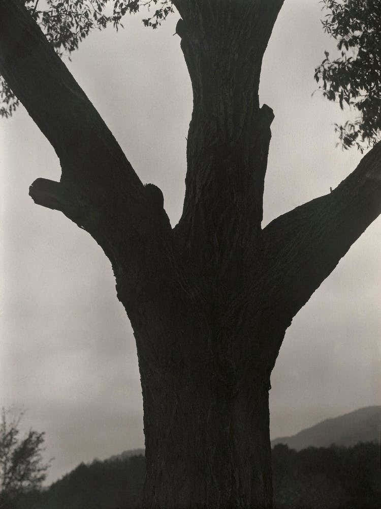 The Dying Chestnut (1919), Alfred Stieglitz