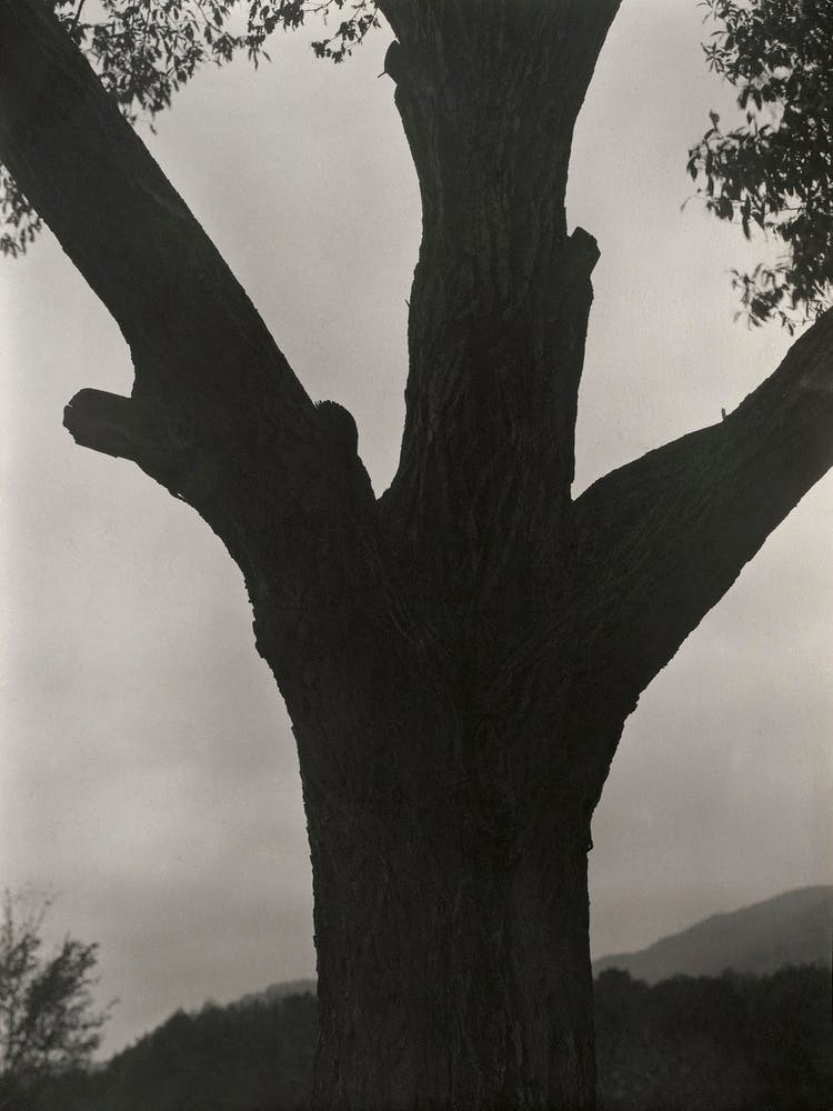 The Dying Chestnut (1919), Alfred Stieglitz