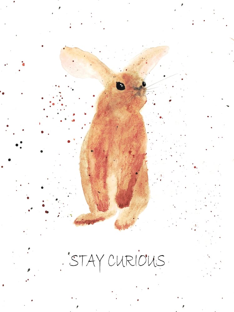 Stay Curious