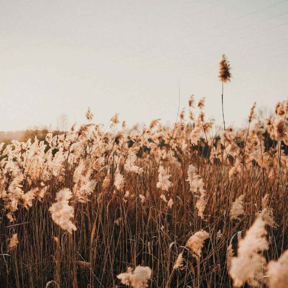 Dried Pampas Grass Square
