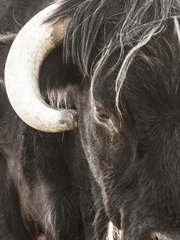 Black Bull With Horns