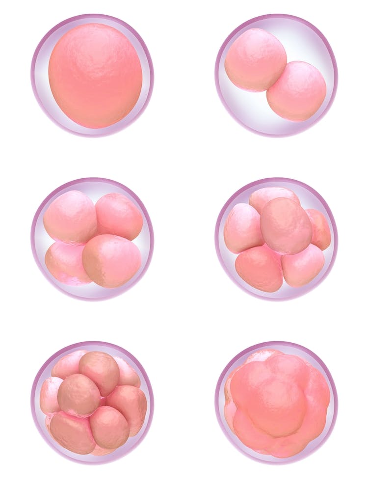 Human Egg Cells Development