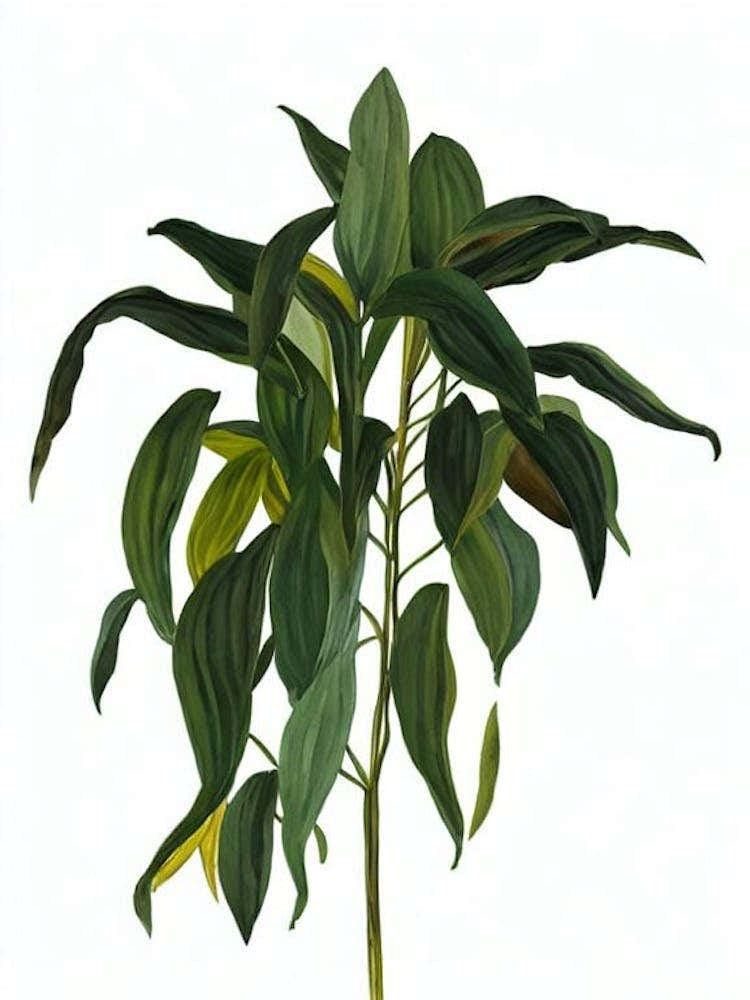 Golden Shrimp Plant (Pachystachys Lutea) Watercolor