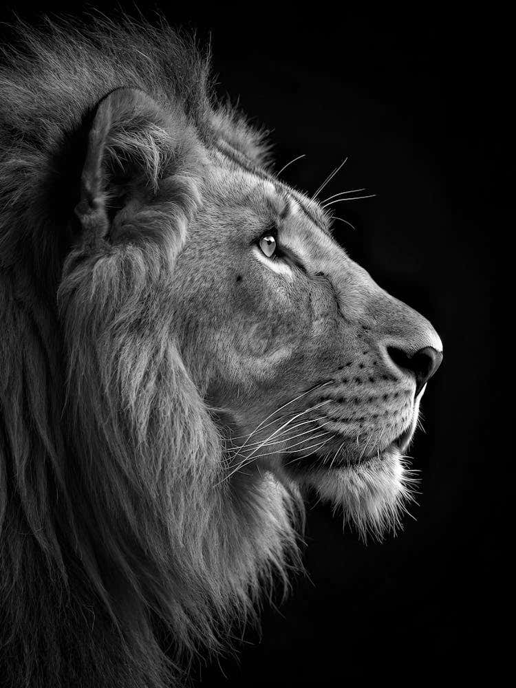 Lion Portrait 1