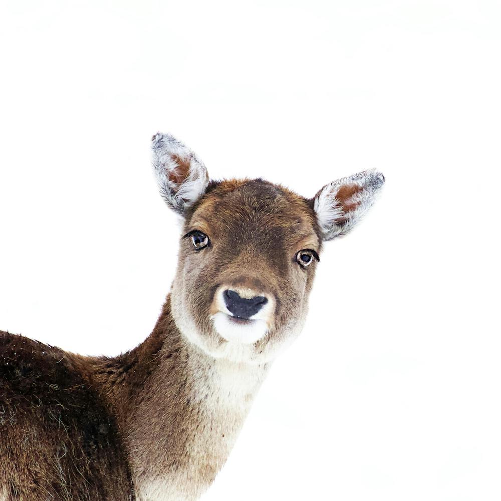 Deer Peekaboo White Square
