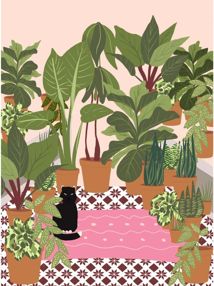 Black Cat And Pink Rug
