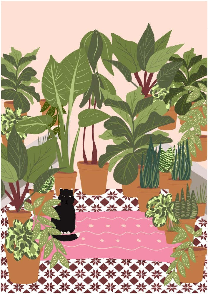 Black Cat And Pink Rug