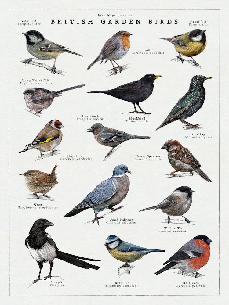 Garden Birds