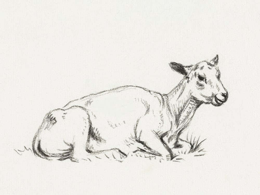 Lying Shaved Sheep, Jean Bernard