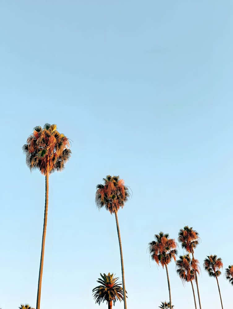 Palm Trees In The Sun