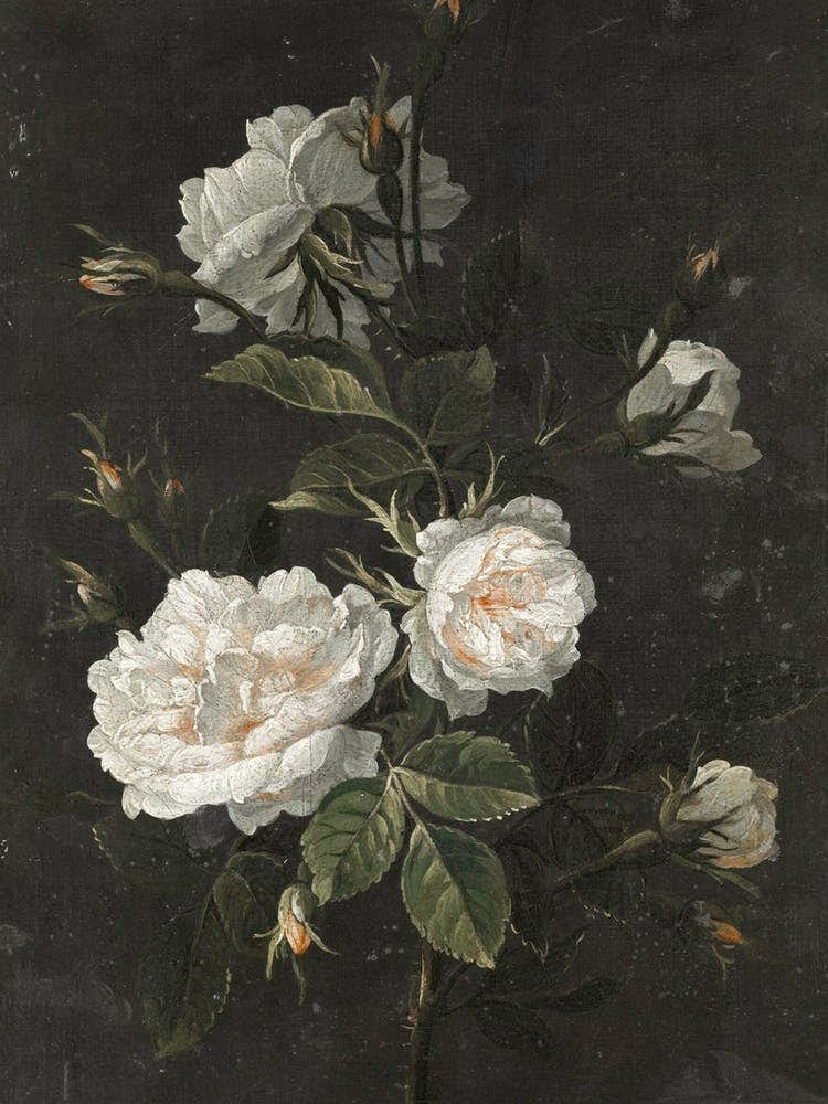 Still Life French Roses