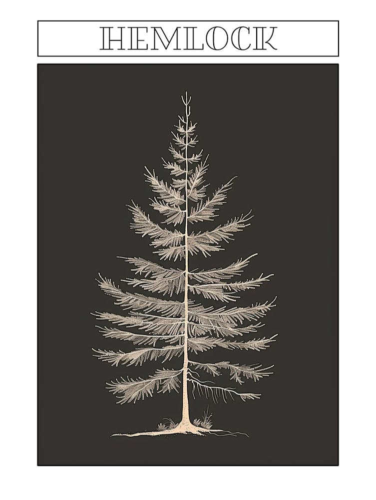 Hemlock Tree Minimalistic Drawing 1 Poster