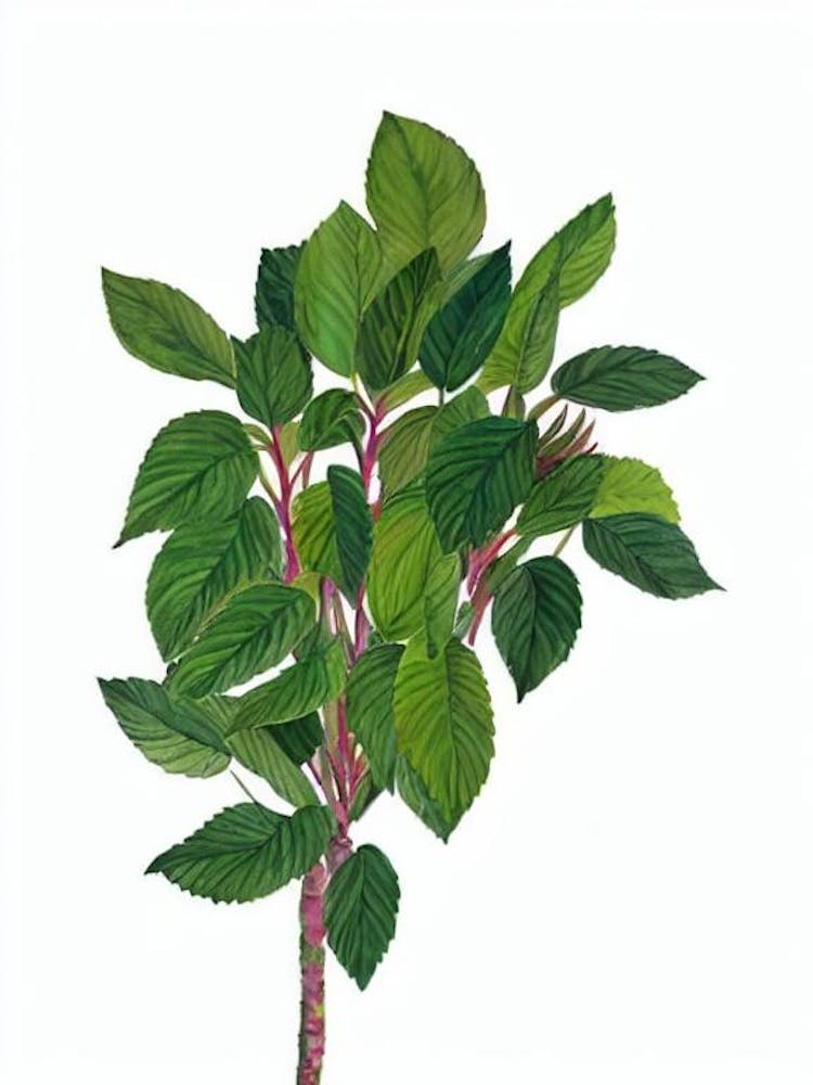 Copper Plant (Acalypha Wilkesiana) Watercolor