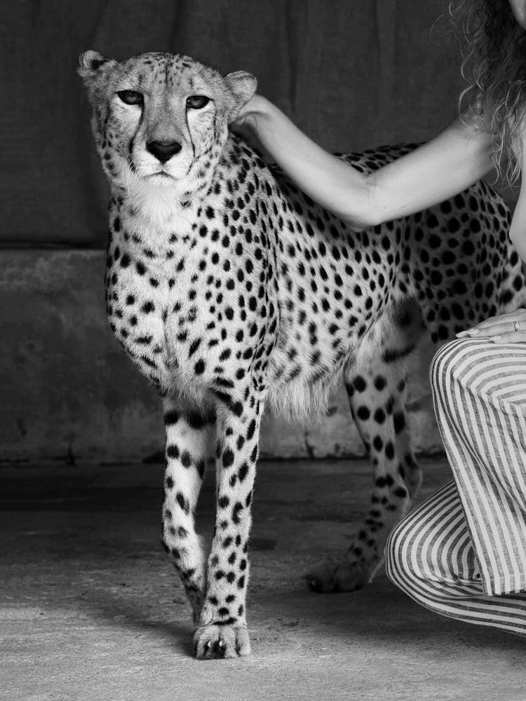 Friendly Cheetah - Wild Animal Photograph - Photographs - Photography