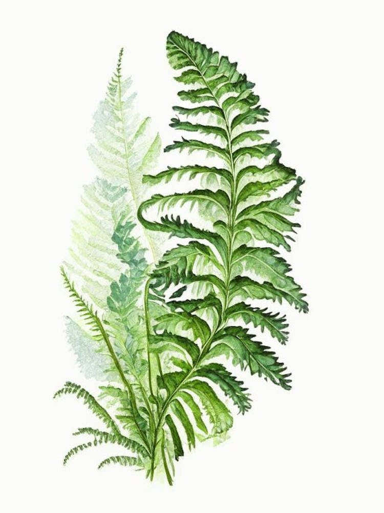 Lady Fern Wildflower Watercolour 2