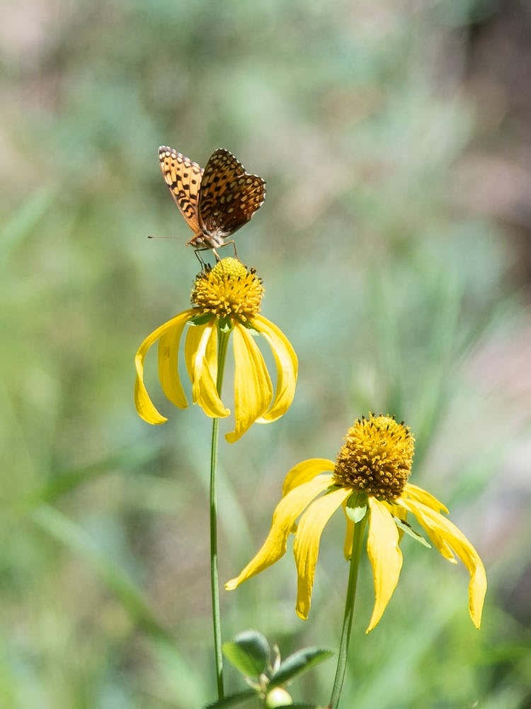 Butterfly On Yellow Flower