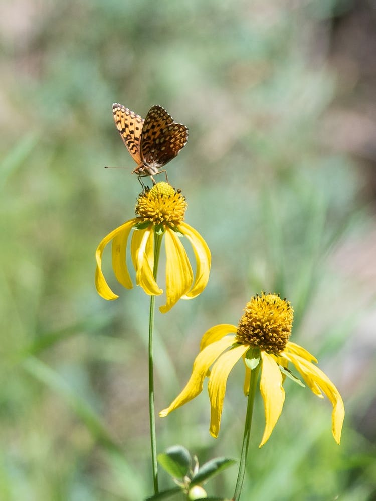 Butterfly On Yellow Flower
