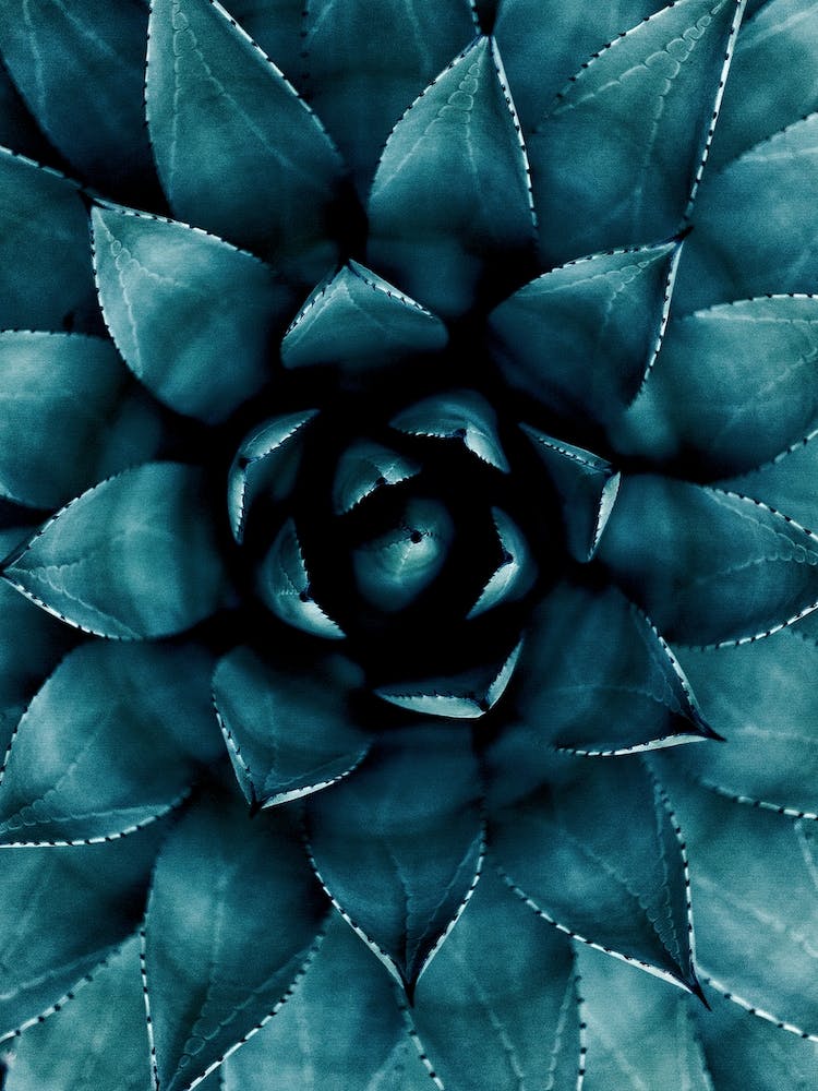 Cactus No.9