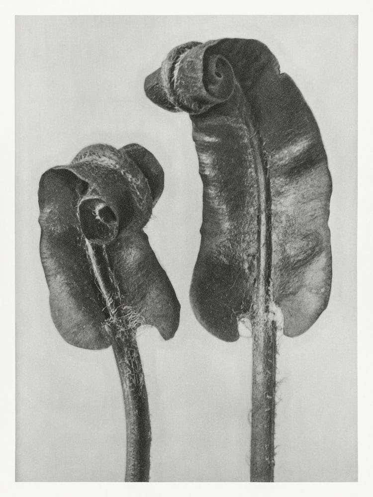 Hart S Tongue Fern (1928), Karl Blossfeldt