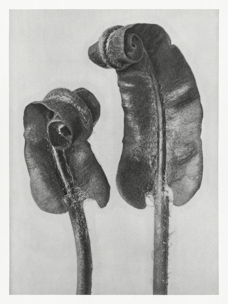 Hart S Tongue Fern (1928), Karl Blossfeldt