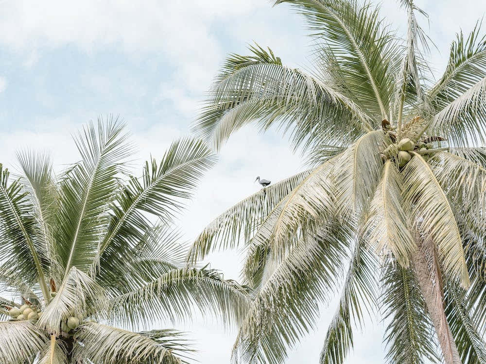 Palm Trees On Tropical Island Indonesia