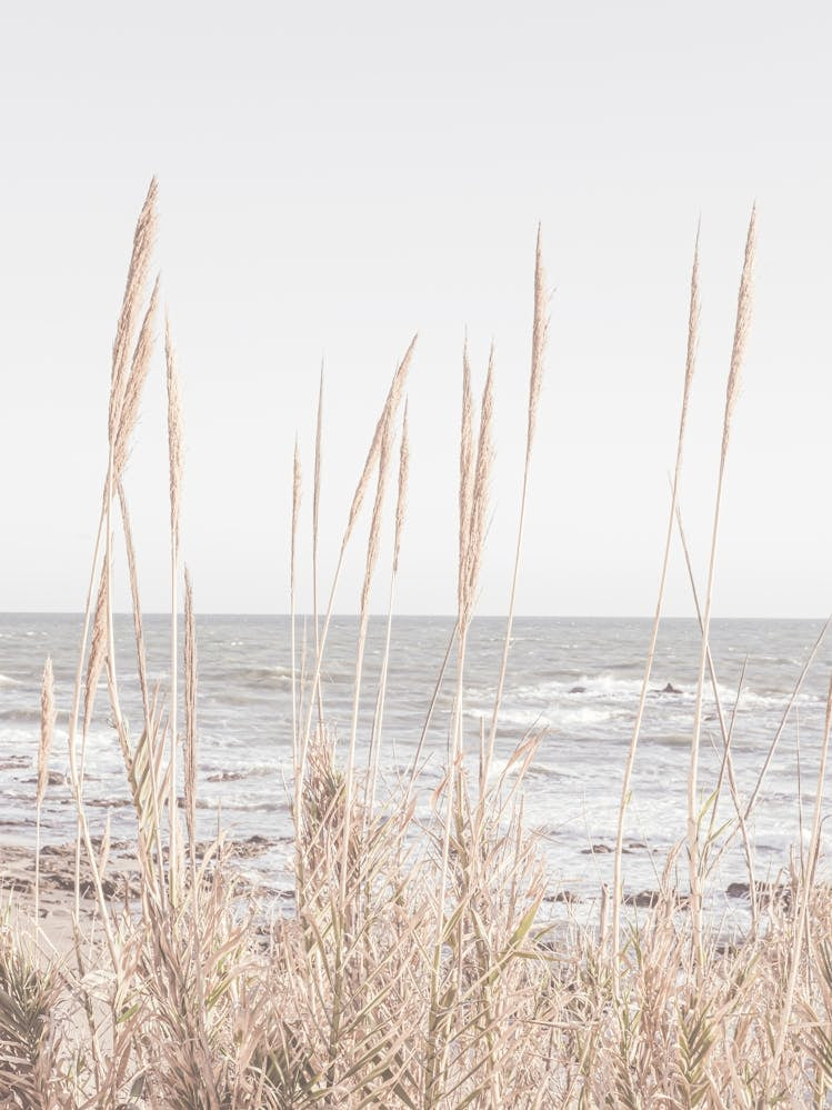 Beach Grass_2192486