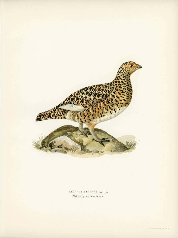 Willow Ptarmigan Female, The Von Wright Brothers