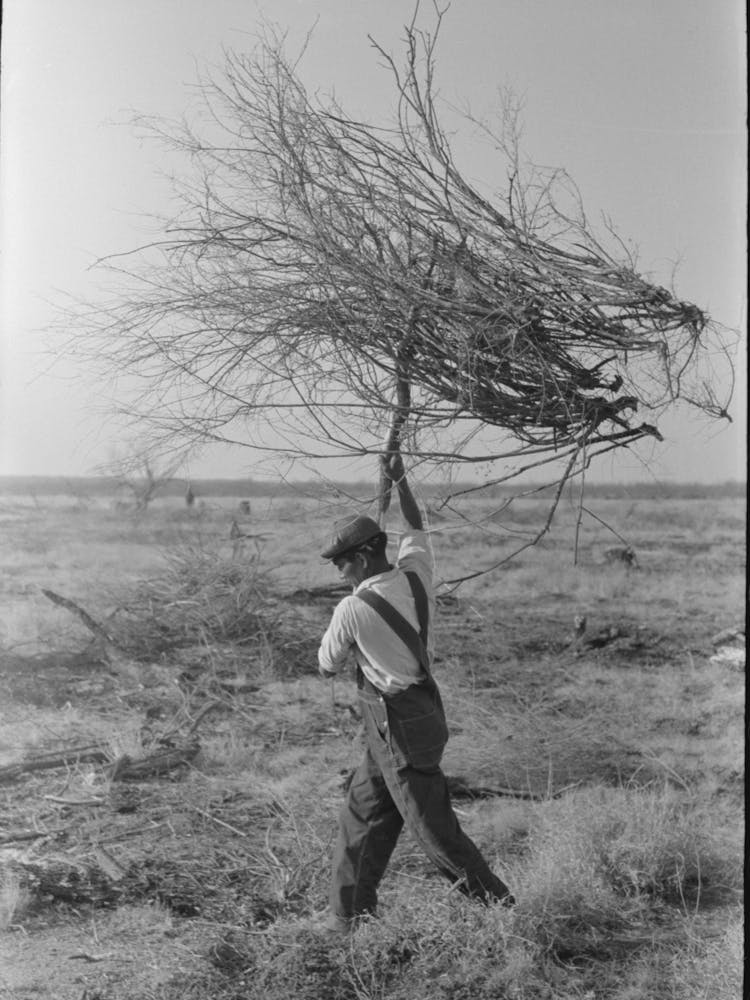 Carrying Mesquite To Be Burned In Process Of Clearing Land, El Indio, Texas By Russell Lee