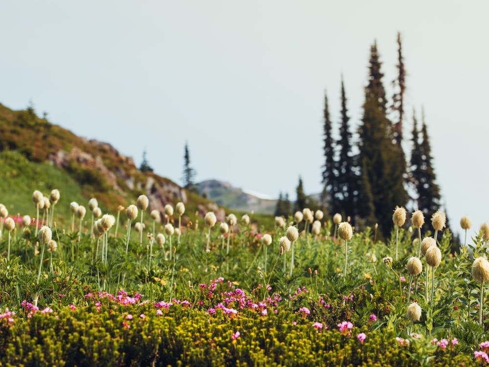 Summer Wildflowers In The Mountains