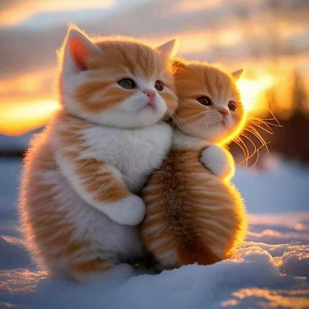 Cute Kittens