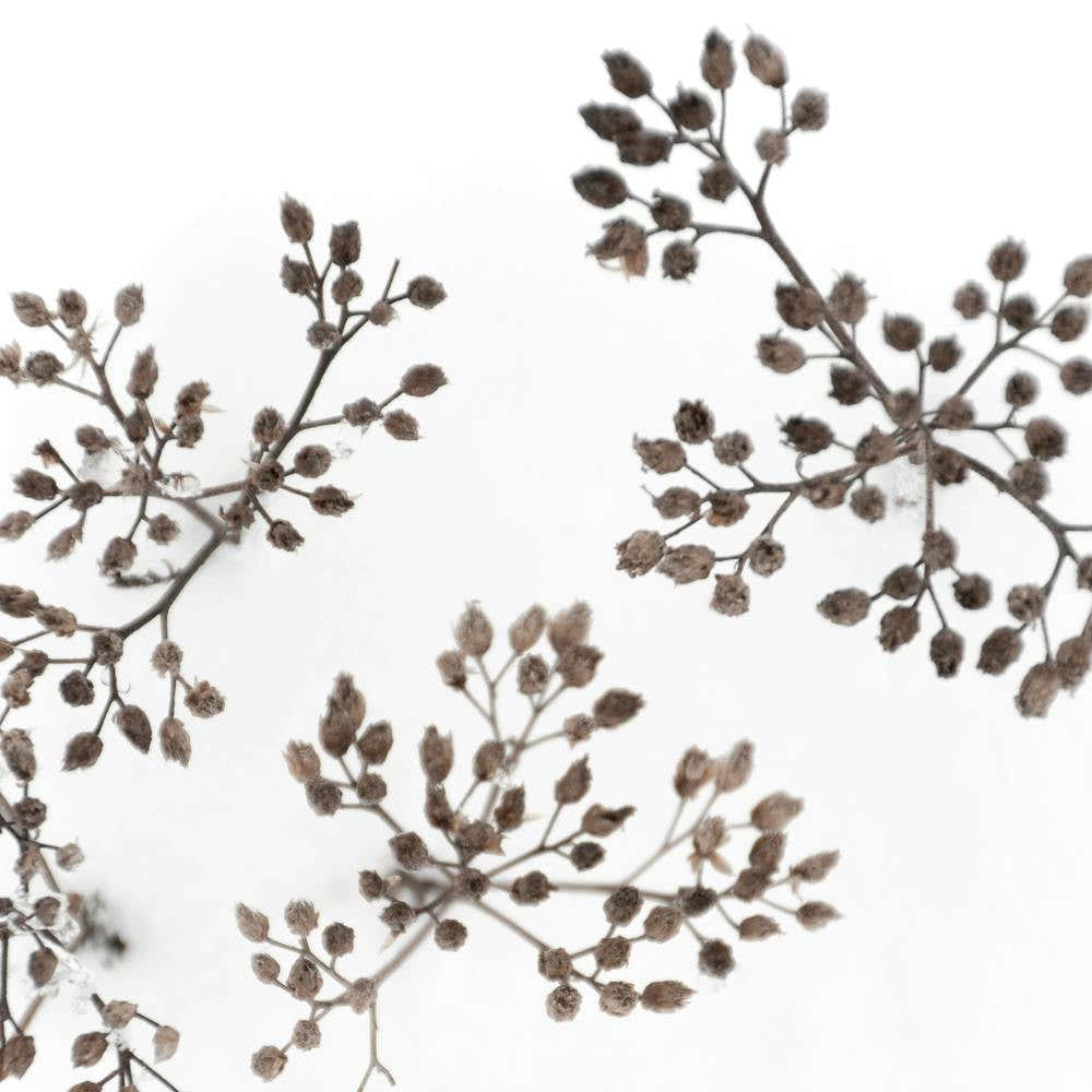 Dried Flowers In Winter White Snow Square