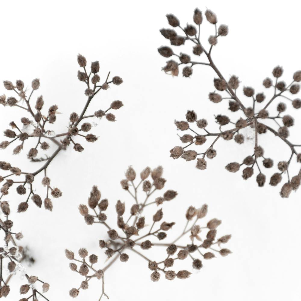 Dried Flowers In Winter White Snow Square