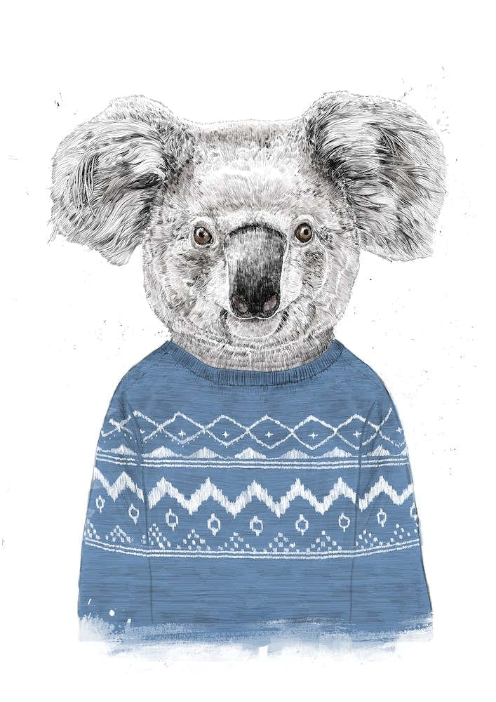 Winter Koala