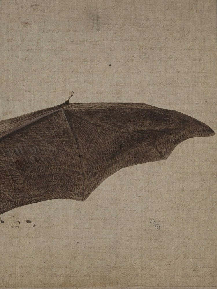 Bat In Flight