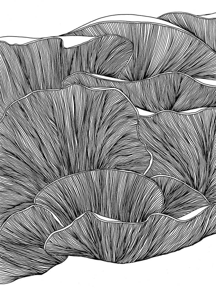 Oyster Mushrooms Black And White